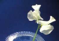 image آموزش تصویری و جالب ساخت گلدان تزیینی با بطری آب معدنی یا نوشابه