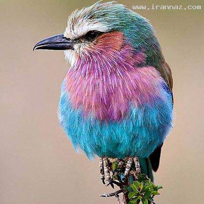 image عکس های زیبا از رنگ های آفرینش جهان