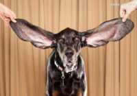 image عکس بزرگترین گوش سگ در کتاب رکوردهای گینس