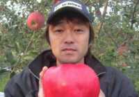 image عکس بزرگترین سیب جهان در کتاب رکوردهای گنیس