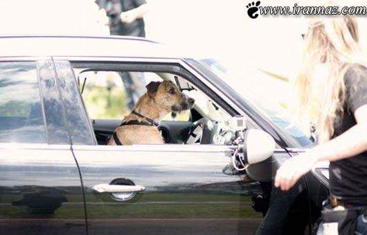 image عکس های بامزه از رانندگی سگ ها در خیابان های شهر
