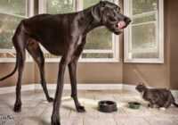 image بلند قدترین سگ جهان با پاهایی به طول ۱۱۱/۸ سانتیمتر