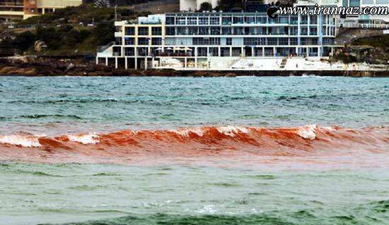 image عکسهای دیدنی و توضیحات درباره دریای خون استرالیا