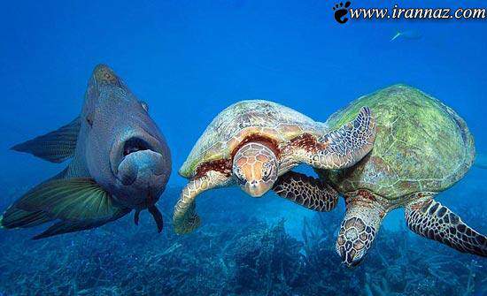 image معجزه های آفرینش لاک پشت های رنگارنگ در استرالیا