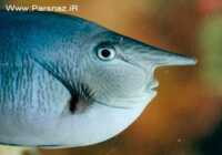 image عکس های عجیب از یک ماهی شبیه به انسان