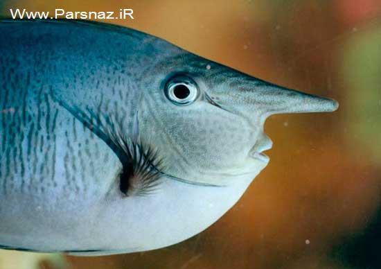 image عکس های عجیب از یک ماهی شبیه به انسان