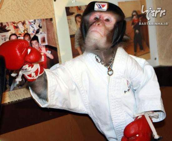 image عکس های بامزه اولین میمون کاراته باز در جهان
