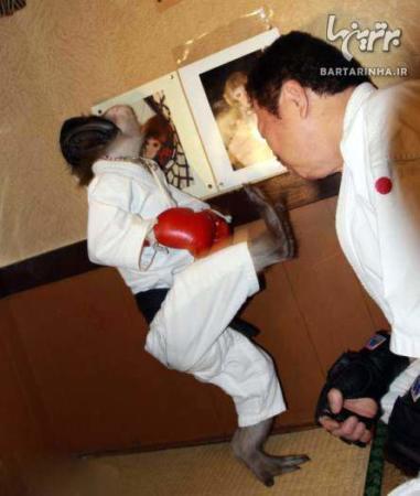 image عکس های بامزه اولین میمون کاراته باز در جهان