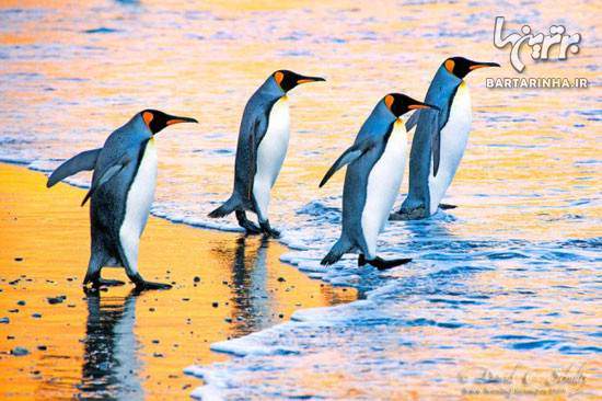 image عکس های زیبا از پنگوئن ها قطب شمال و کوه های یخی
