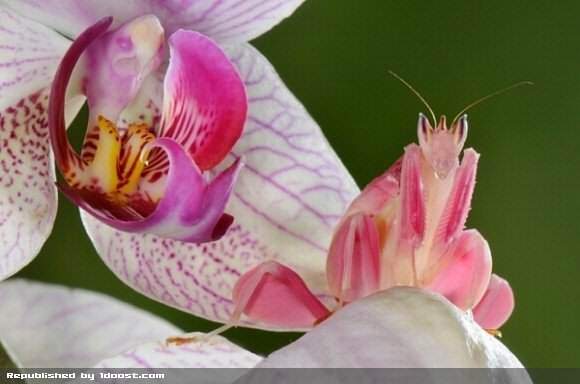 image عکس هایی باور نکردنی از زیباترین حشرات جهان