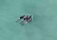 image عکس شنای دلفین ها در دریای سائوکنرادو در ریودوژانیرو برزیل