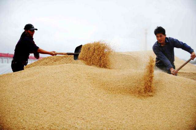 image بوجاری کردن برنج در فصل برداشت در چین