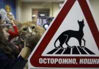 image کافی شاپ گربه ها در سن پترزبورگ روسیه،