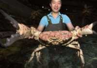 image یک خرچنگ بزرگ در بیرمنگام انگلیس
