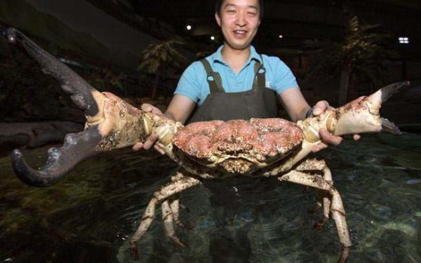 image یک خرچنگ بزرگ در بیرمنگام انگلیس