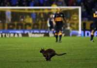 image ورود یک گربه به زمین بازی در استادیوم فوتبال در آرژانتین