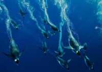 image شنای پنگوئن های امپراتور در قطب جنوب