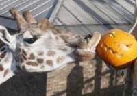 image جشن هالووین در باغ وحش لندن