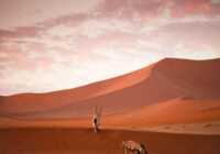 image غزال آفریقایی در صحرایی در نامیبیا