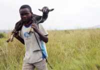 image یک نوجوان روستایی در کنگو