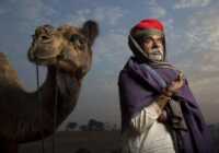 image بازار شتر در پوشکار هند
