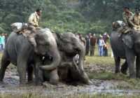 image تلاش برای نجات فیل ها از باتلاقی که ۳ روز در آن گیر کرده اند
