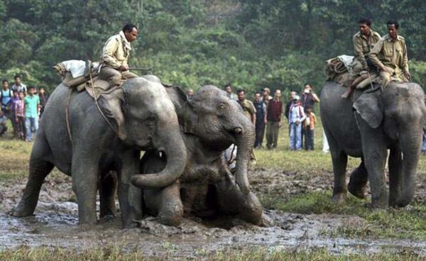image تلاش برای نجات فیل ها از باتلاقی که ۳ روز در آن گیر کرده اند