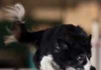 image مسابقات سگ چابک در سانتارزا کالیفرنیا آمریکا