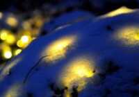 image لامپ های تزیینی درختان زیر برف مانده در آلمان
