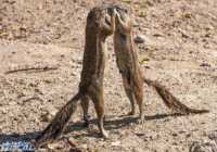image تصاویر سنجاب های بازیگوش در پارک ملی
