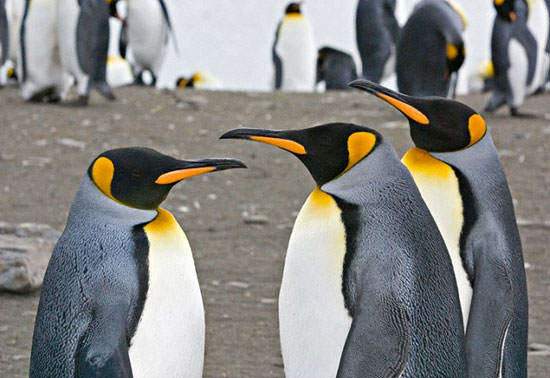 image گزراش تصویری و معرفی گونه های مختلف پنگوئین در جهان