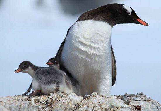 image گزراش تصویری و معرفی گونه های مختلف پنگوئین در جهان