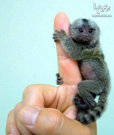 image عکس های دیدنی از دوست داشتنی ترین میمون های بند انگشتی