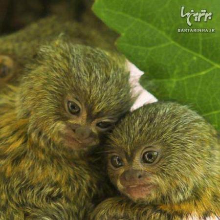 image عکس های دیدنی از دوست داشتنی ترین میمون های بند انگشتی