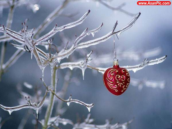 image عکس های زیبا و جدید از تزیین درخت های کریسمس