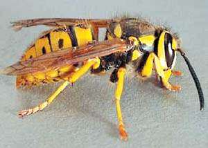 image درمان نیش زنبور در بدن