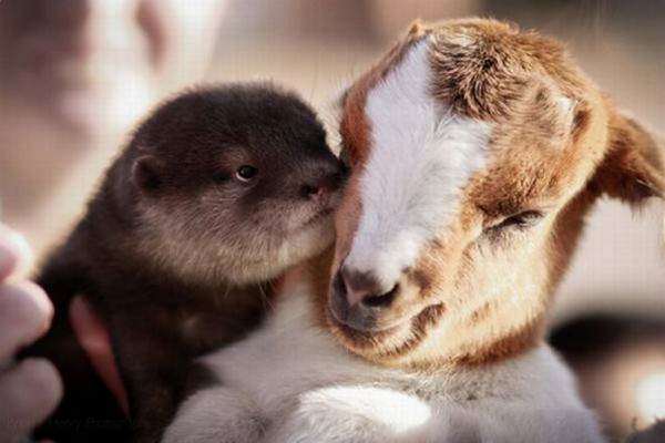 image تصاویری زیبا از علاقه حیوانات به یکدیگر
