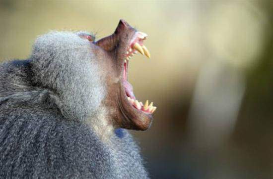 image عکس بامزه خمیازه بابون خاکستری آفریقایی در باغ وحش ملی مالز