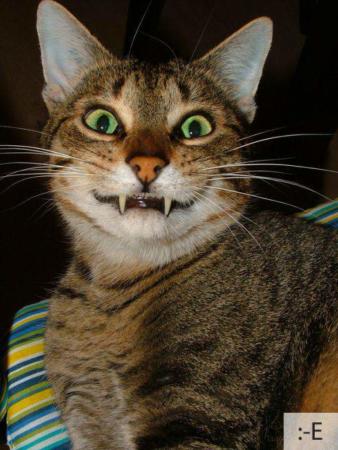 image عکس های شکلک های خنده دار صورت گربه های واقعی