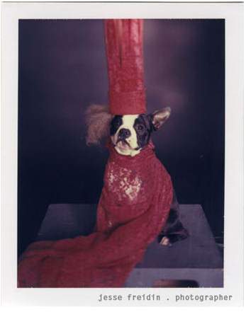 image عکس های بامزه از یک سگ با لباس های خنده دار