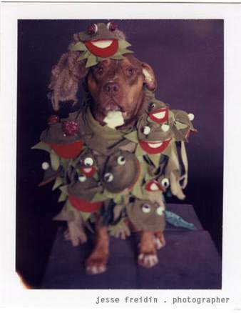 image عکس های بامزه از یک سگ با لباس های خنده دار