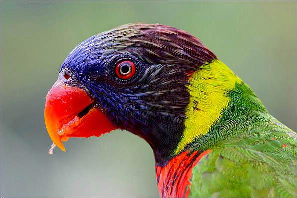image گزارش تصویری و معرفی زیباترین پرنده های دنیای وحش