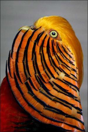 image گزارش تصویری و معرفی زیباترین پرنده های دنیای وحش