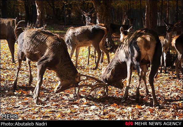 image معرفی و گزارش تصویری پارک جنگلی قرق گرگان