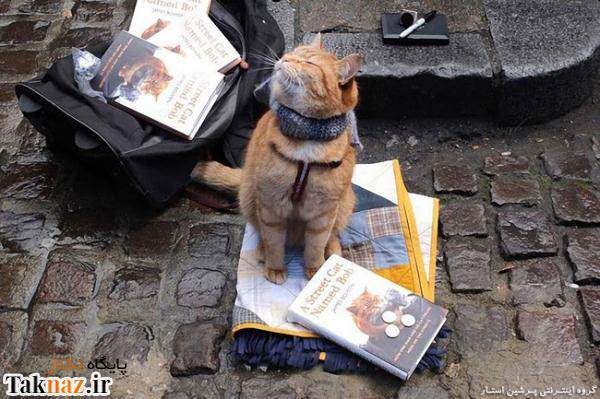 image گزارش تصویری از نوازنده خیابانی همراه با گربه هنرمندش