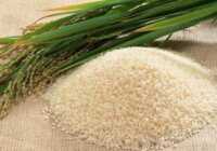 image روش پختن برنج آرژانتینی