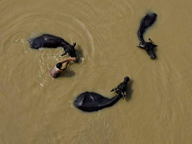 image شستشوی بوفالوها در دریاچه ای در هند