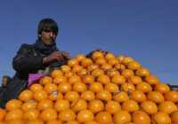 image فروشنده دوره گرد پرتقال در کابل