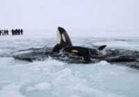 image دو وال در یک دریاچه یخ زده در کبک کانادا