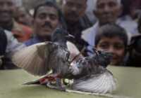 image جنگ پرنده ها در هند